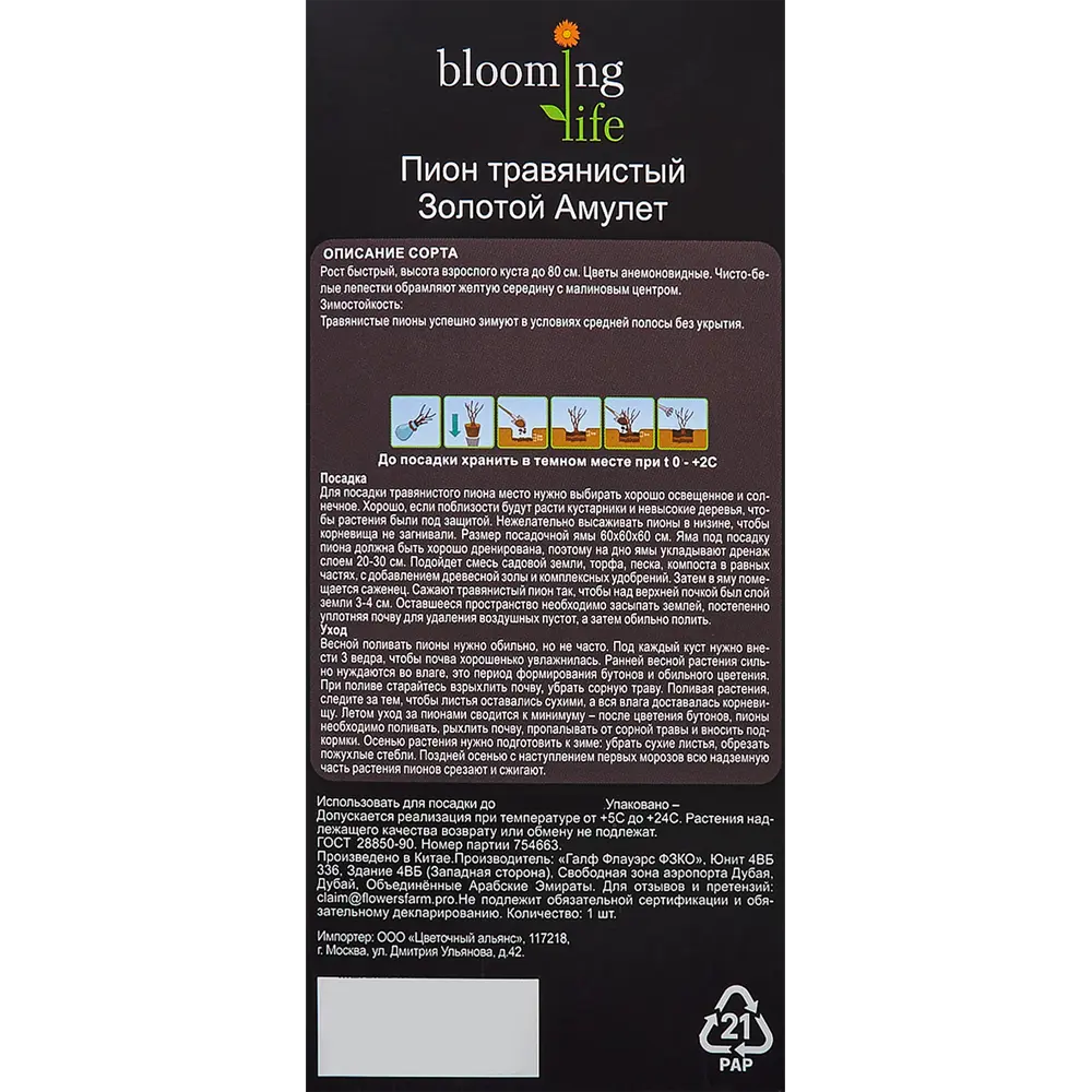 Пион травянистый Золотой амулет в тубе BLOOMING LIFE STLM-2006861 - Вид №2