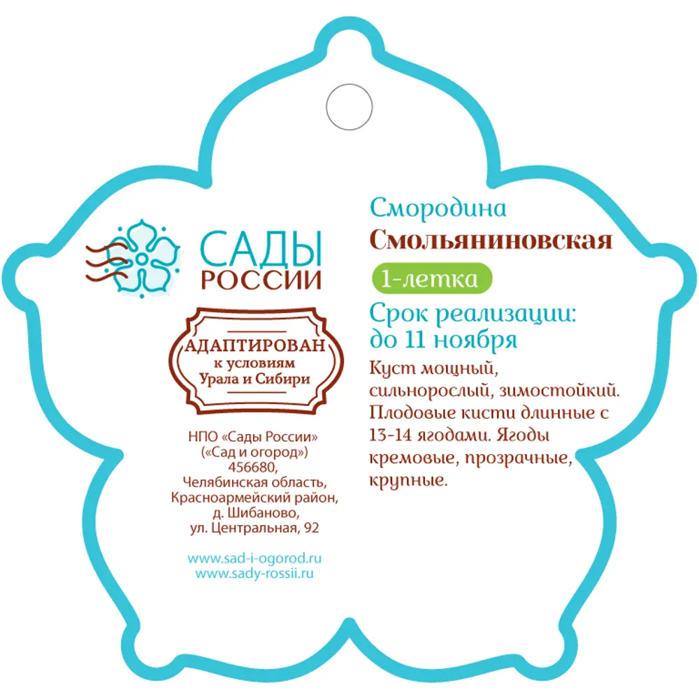 Смородина «Смольяниновская» 1 год 12.5x30-50 см Santreyd STLM-2155662 - Вид №1