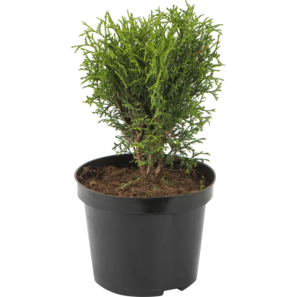 Туя западная «Литл Гиант» 19x20 см ГАВРИШ STLM-2012806