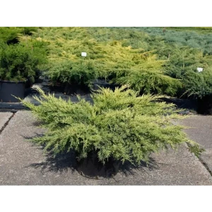 Можжевельник средний Пфитцериана ауреа ø19 h55 см