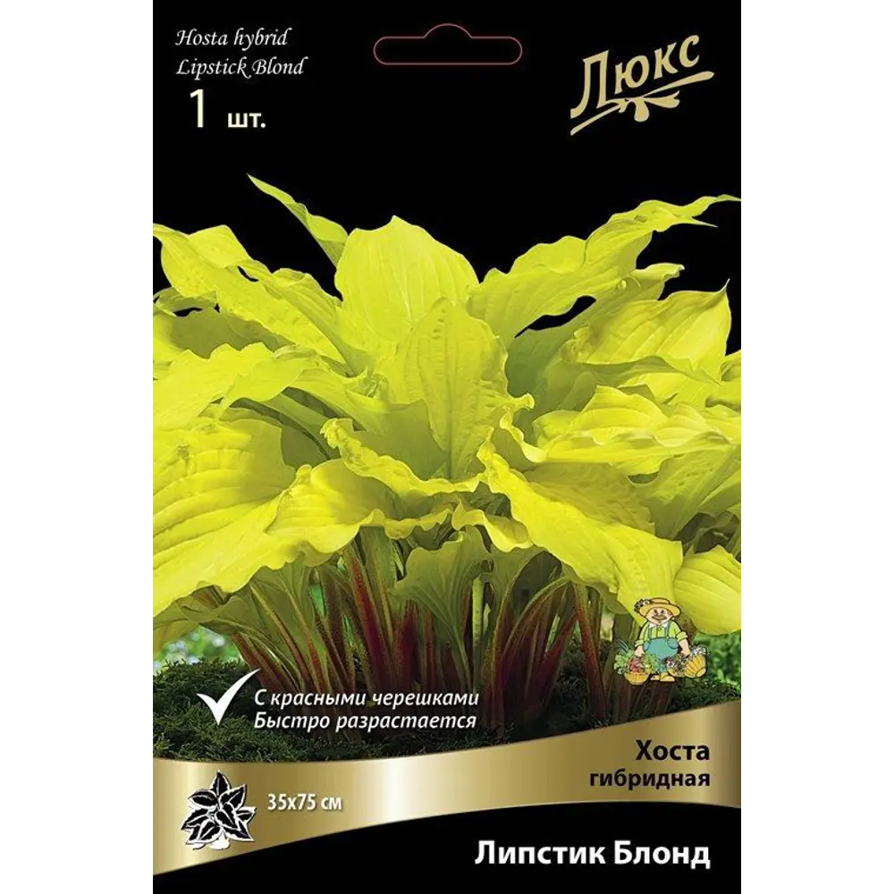 Хоста гибридная Липстик Блонд ПОИСК STLM-2160961