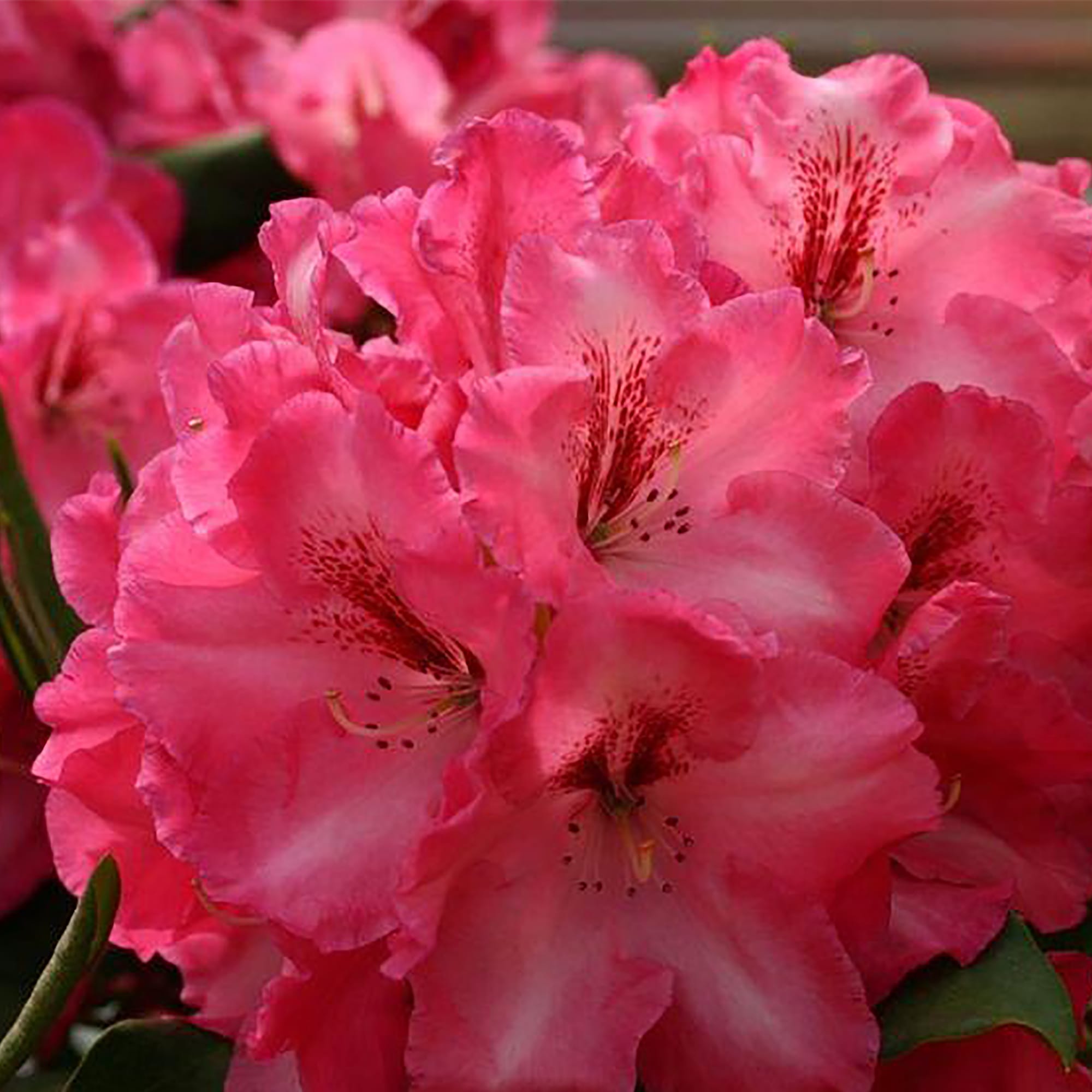 17892210 Рододендрон Марианна Вейзакер, Р9 Santreyd 