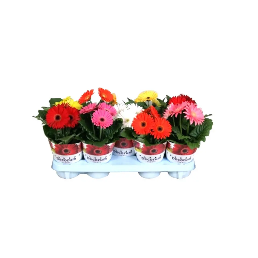 Гербера микс 12x25 см 82565255 STLM-2067137 Santreyd 