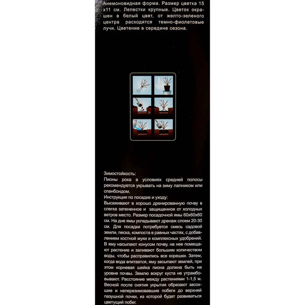 Пион Рока «Маленький Император» (в тубе) 81948489 STLM-2142815 Santreyd  - Вид №2