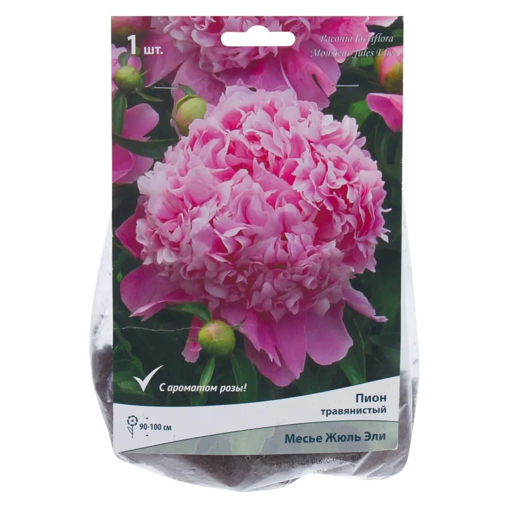 Пион травянистый «Месье Жюль Эли» 81945477 STLM-2134207 Santreyd 