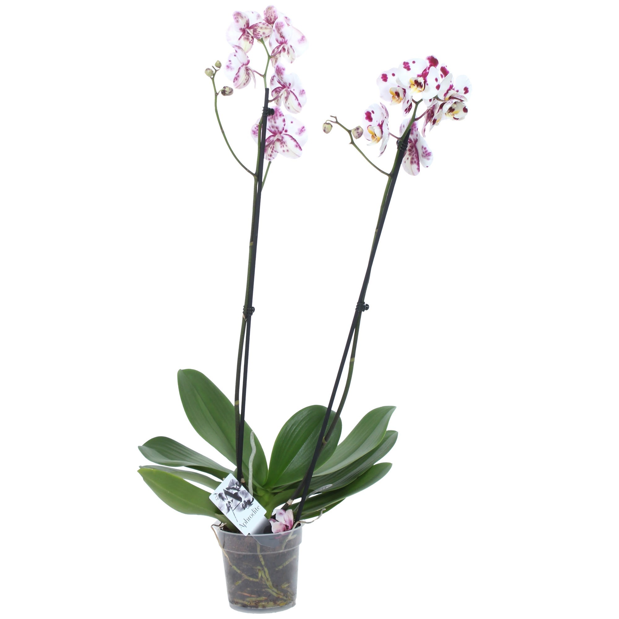 18785951 Орхидея Фаленопсис микс 2 стебля ø15 h85 см Santreyd 