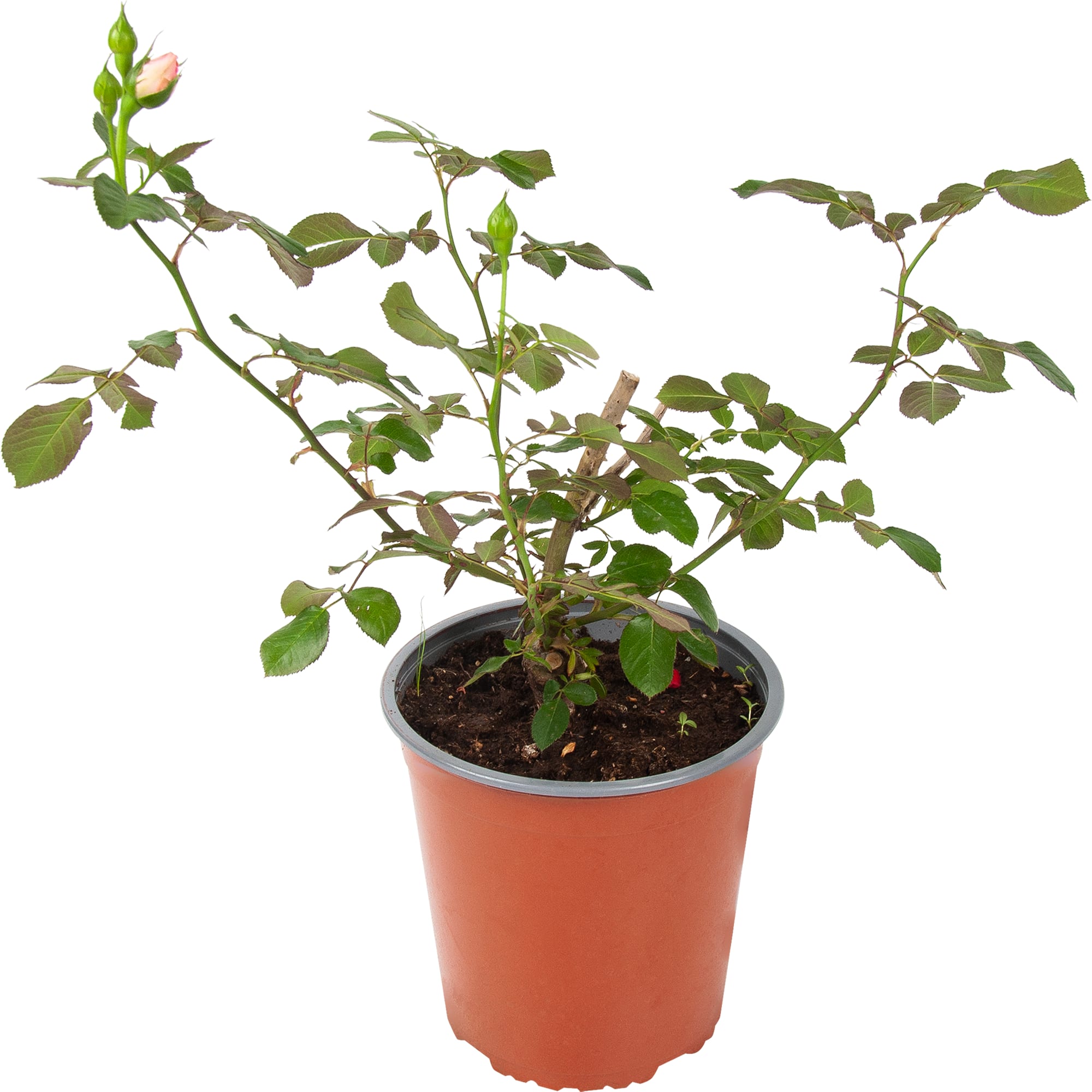 18475004 Роза флорибунда «Кимоно», 3.5 л Santreyd  - Вид №1