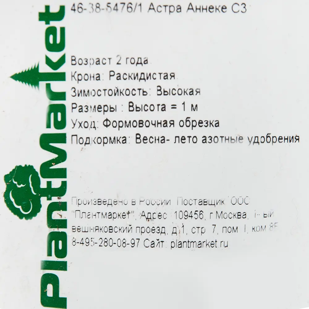 Астра «Аннеке» 15x55 см PLANTMARKET STLM-2027902 - Вид №1