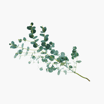 Листья эвкалипта Гунни 70 см Santreyd 26390