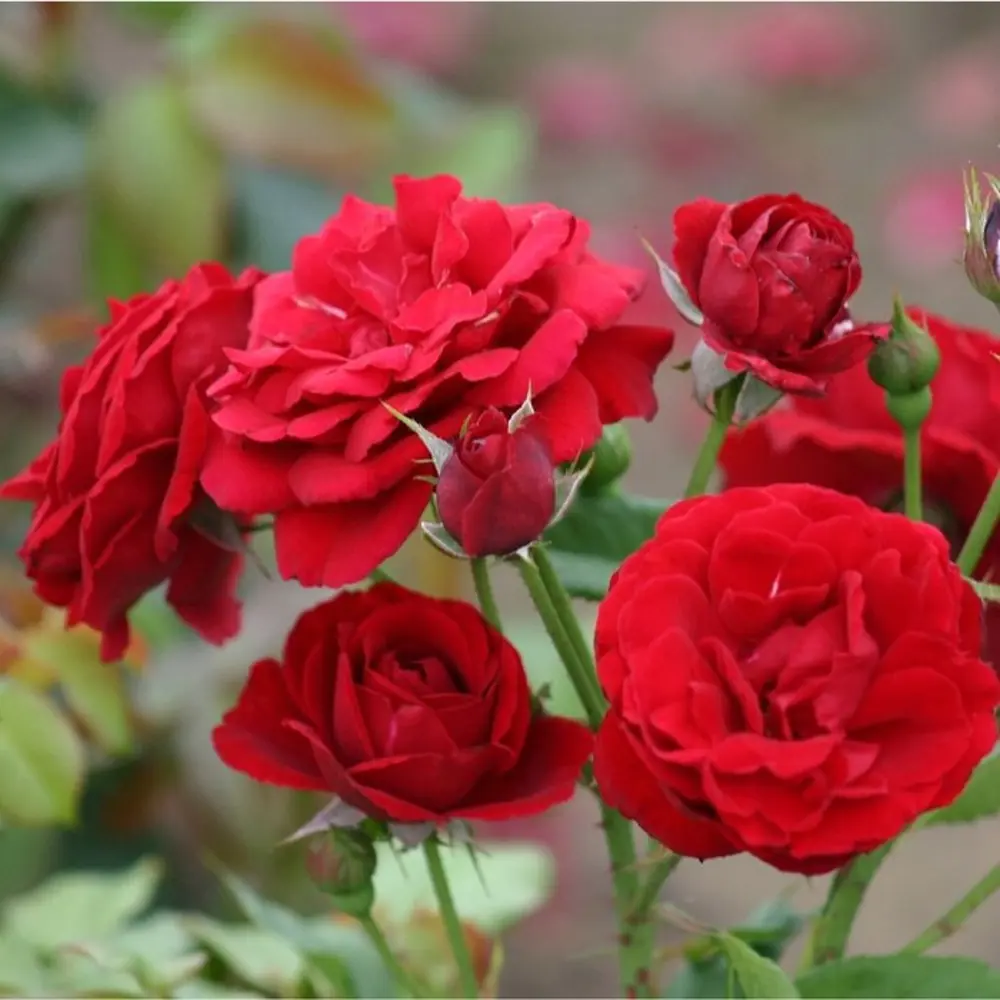 Роза флорибунда Нина Вейбулл 83761571 STLM-2003344 Santreyd 