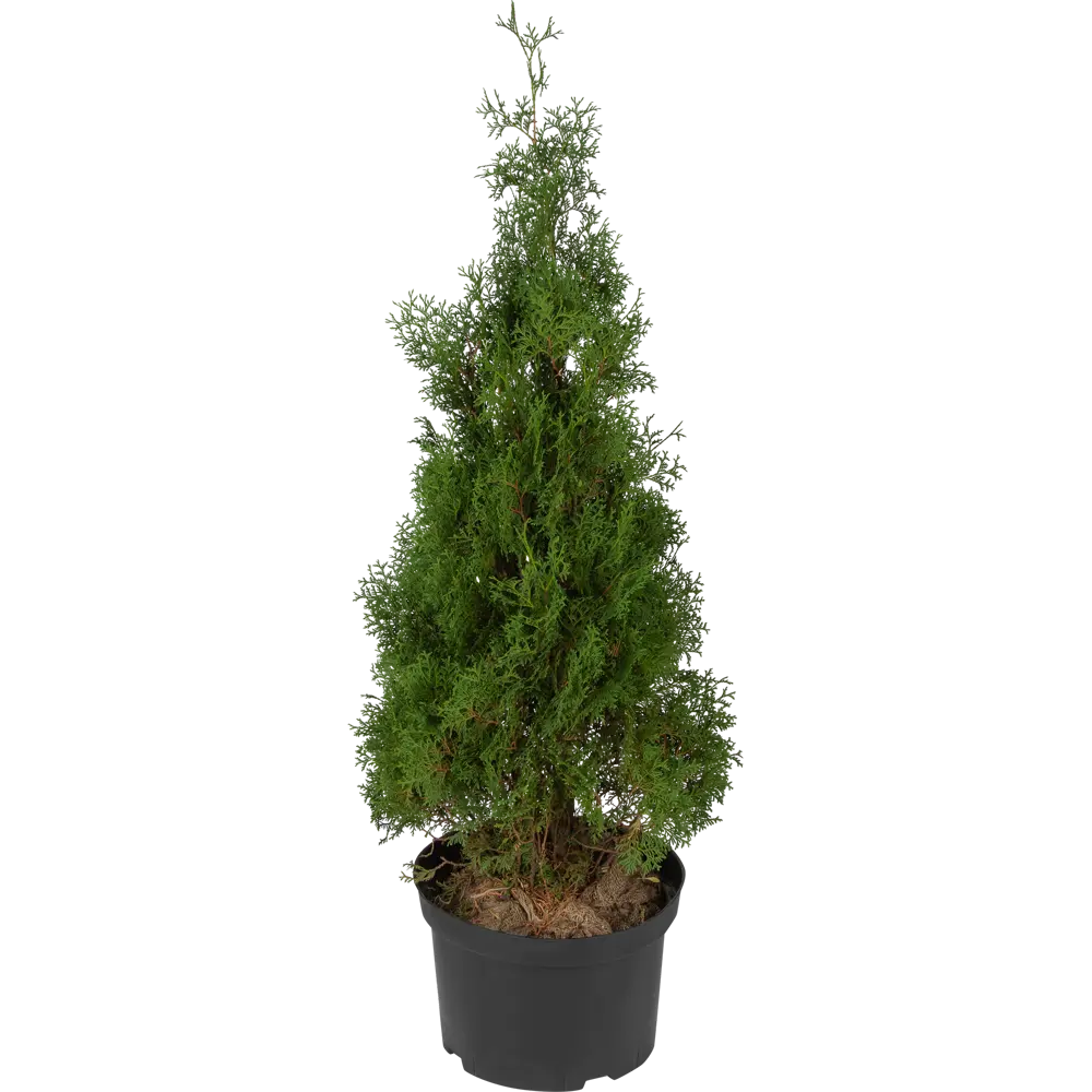 Туя западная «Холмструп» 41x110 см ГАВРИШ STLM-2084222