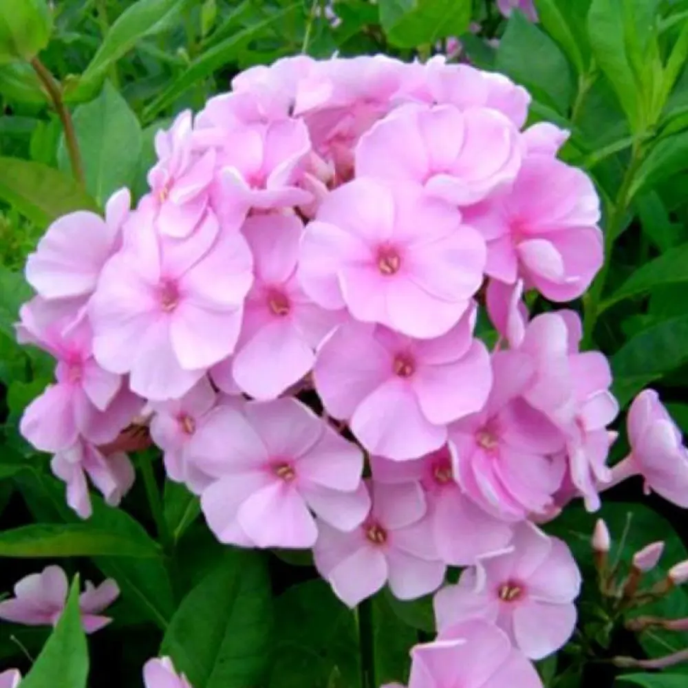 Флокс Пинки Хилл ø15 h20 см 89465474 STLM-2067309 PLANTMARKET 