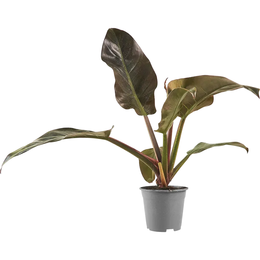 Филодендрон микс Santreyd — комнатное растение с декоративной листвой 87819631 STLM-1529648