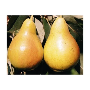 Груша «Июньская ранняя» C4 высота 120-150 см