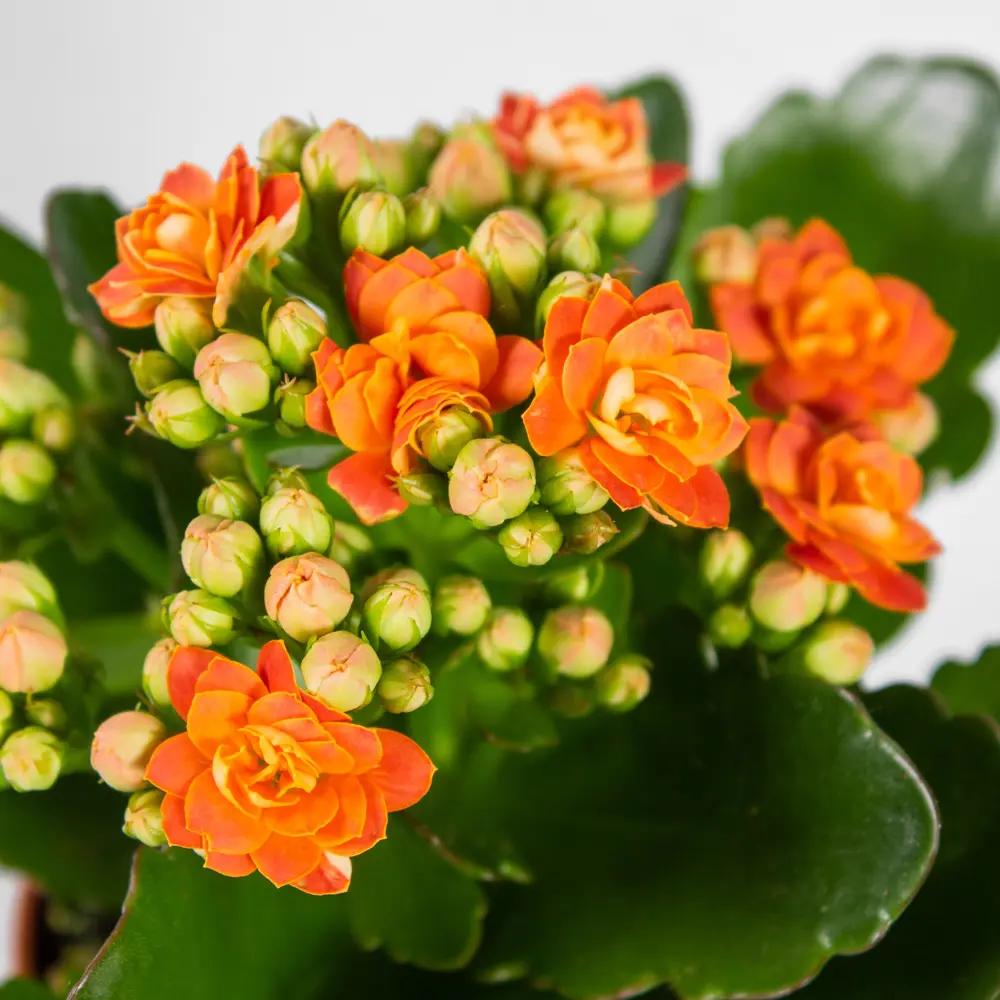 Каланхое Каландива мини Santreyd - цветущее украшение интерьера 85324984 STLM-0061541 - Вид №4