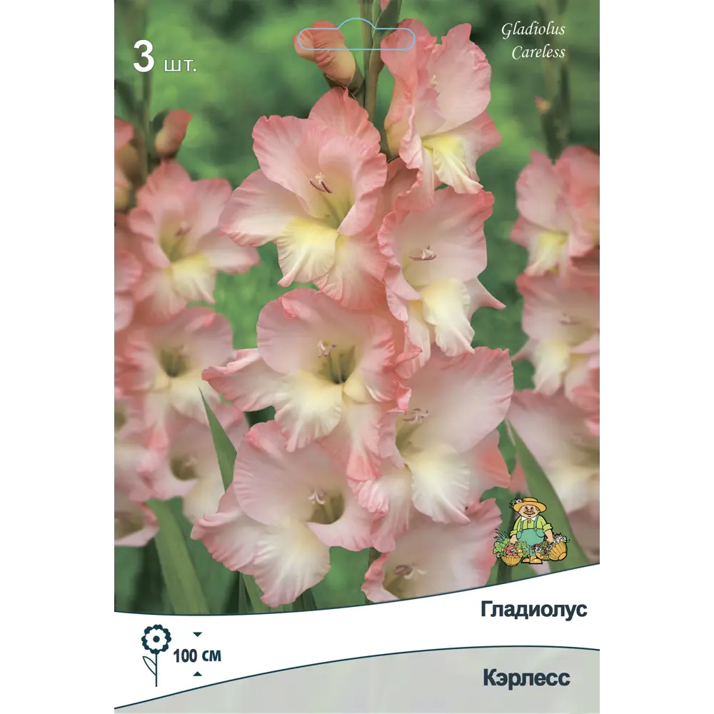 Гладиолус крупноцветковый Кэрлесс 3 шт. 89452340 STLM-2103569 ПОИСК 