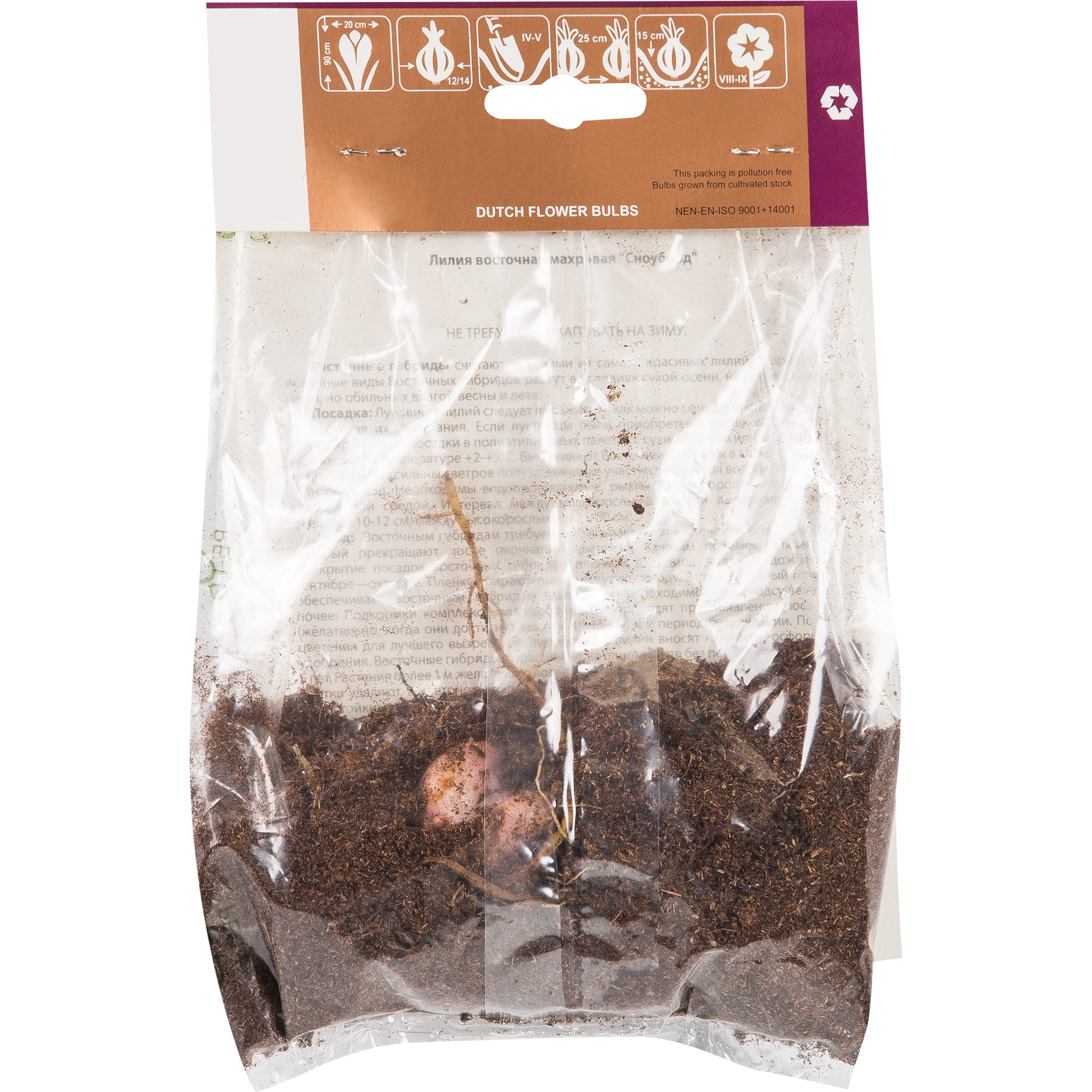 82539384 Лилия «Сноуборд» Santreyd  - Вид №1