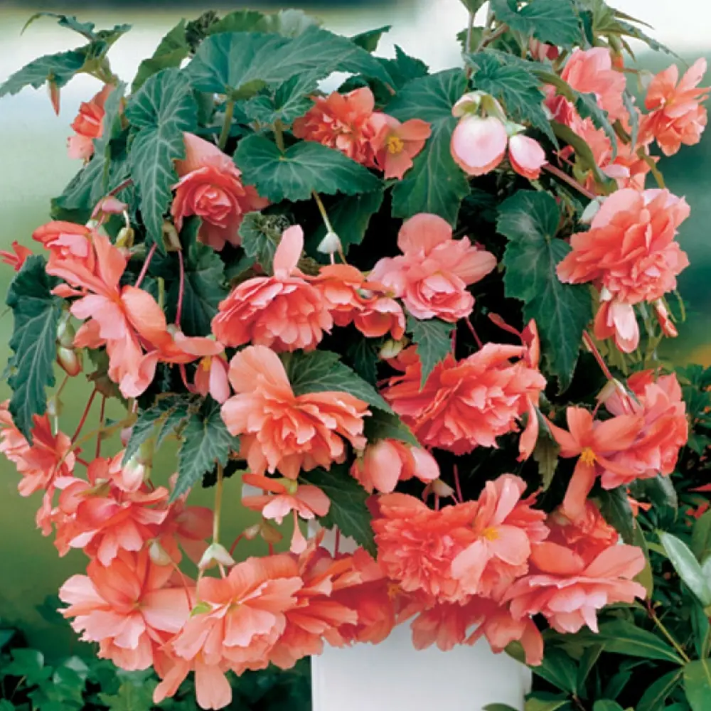 Бегония «cascade Pink», 4х5 см GEOLIA STLM-2113869