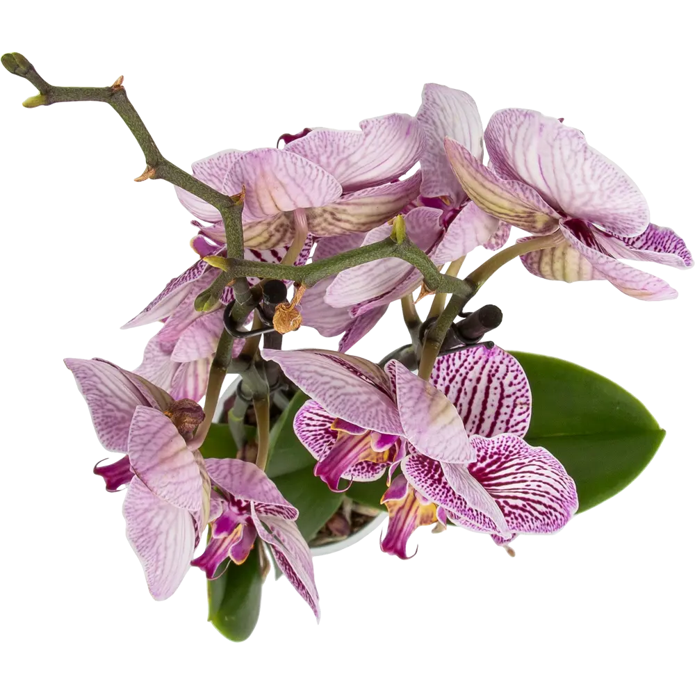 Орхидея Фаленопсис Блэк страйпс ø12 h65 см Santreyd STLM-2058143 - Вид №1