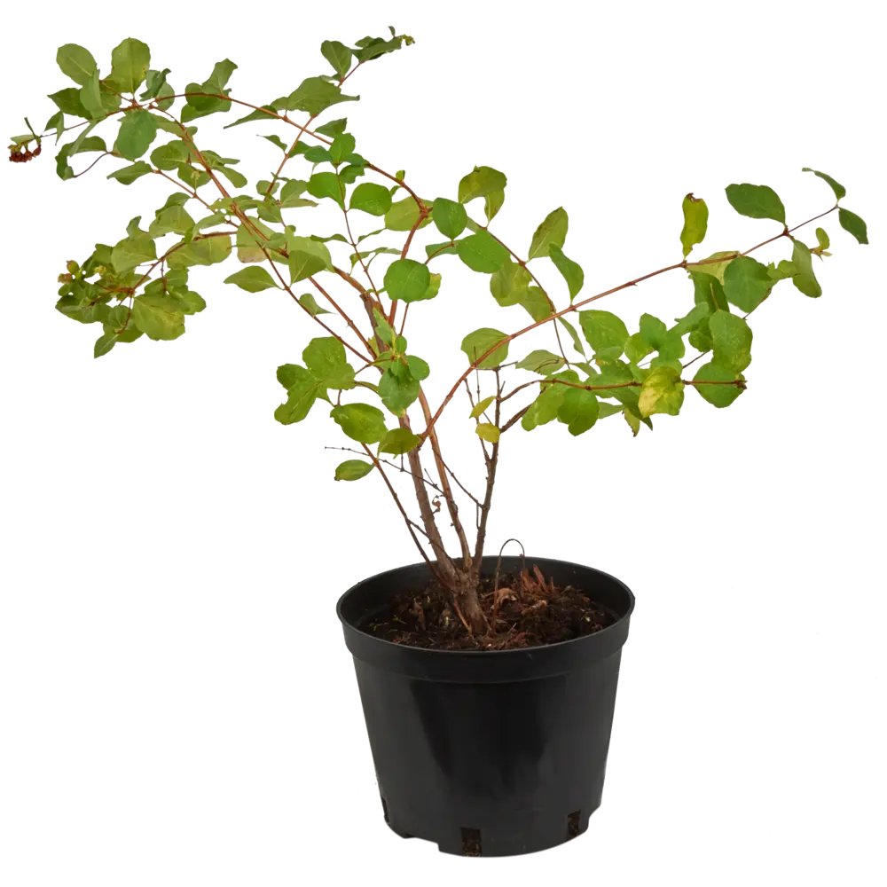 Снежноягодник доренбоза «Мазер оф» C1.5 PLANTMARKET STLM-2037277