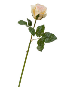 30.03160260PK Роза Джулии нежно-персиковая с лимонным Цветочная коллекция