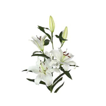 Лилия ор сэнтендер белая 100 см Santreyd 24178 - Вид №1