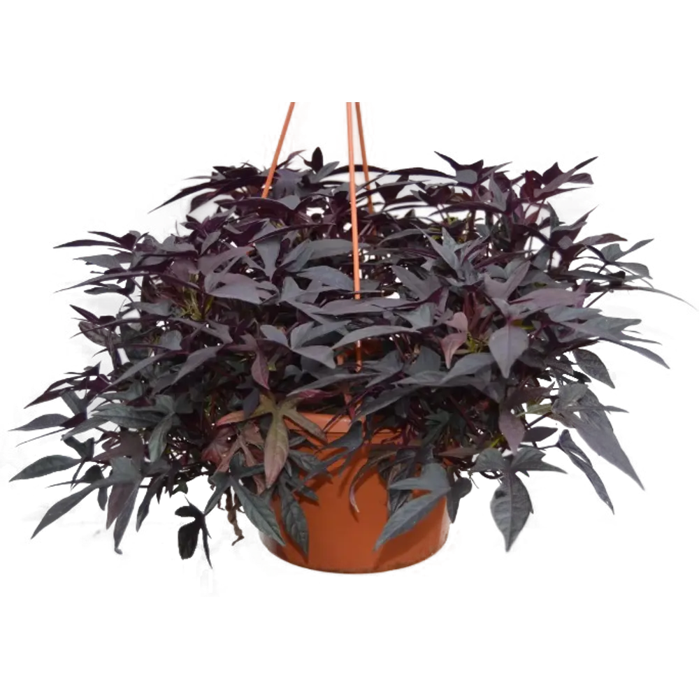 Ипомея Батат микс ø16 h15 см АГРОНИ STLM-2093426 - Вид №1