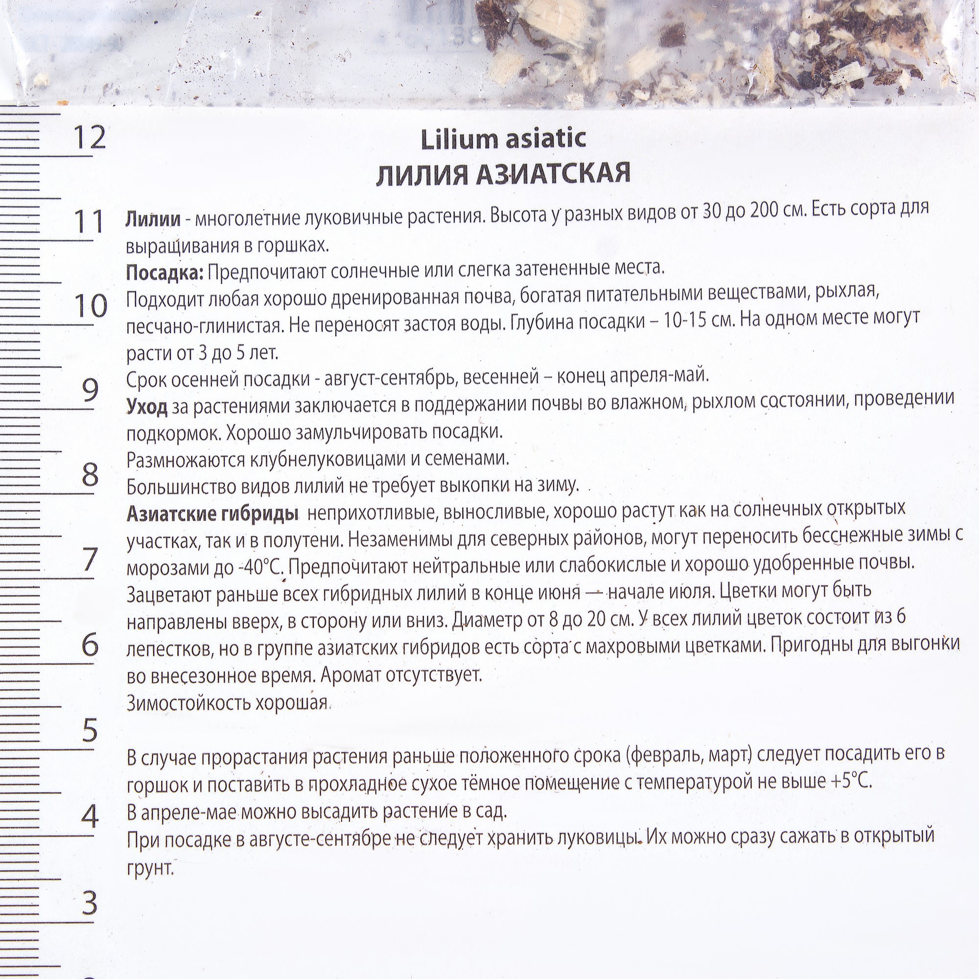 81945451 Лилия азиатская «Дименшн» Santreyd  - Вид №2