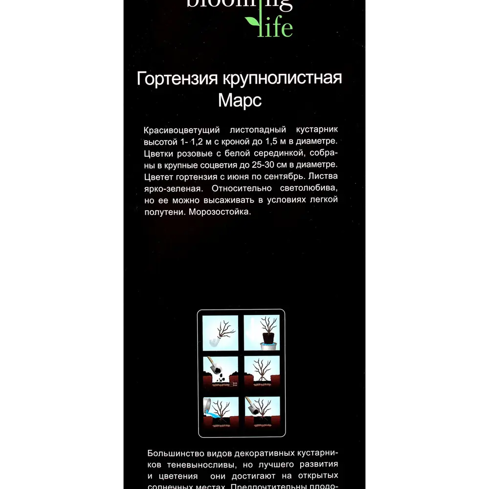 Гортензия крупнолистовая «Марс» (в тубе) 81948494 STLM-2211787 Santreyd  - Вид №2