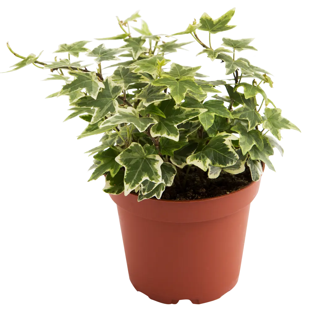 Santreyd Хедера Хеликс микс - вечнозеленая лиана для дома 13534247 STLM-0003275