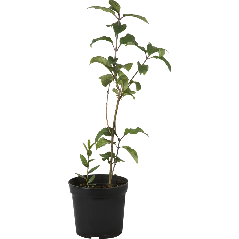 Сирень Венгерская PLANTMARKET - фиолетовое цветущее украшение сада 82356732 STLM-1576189