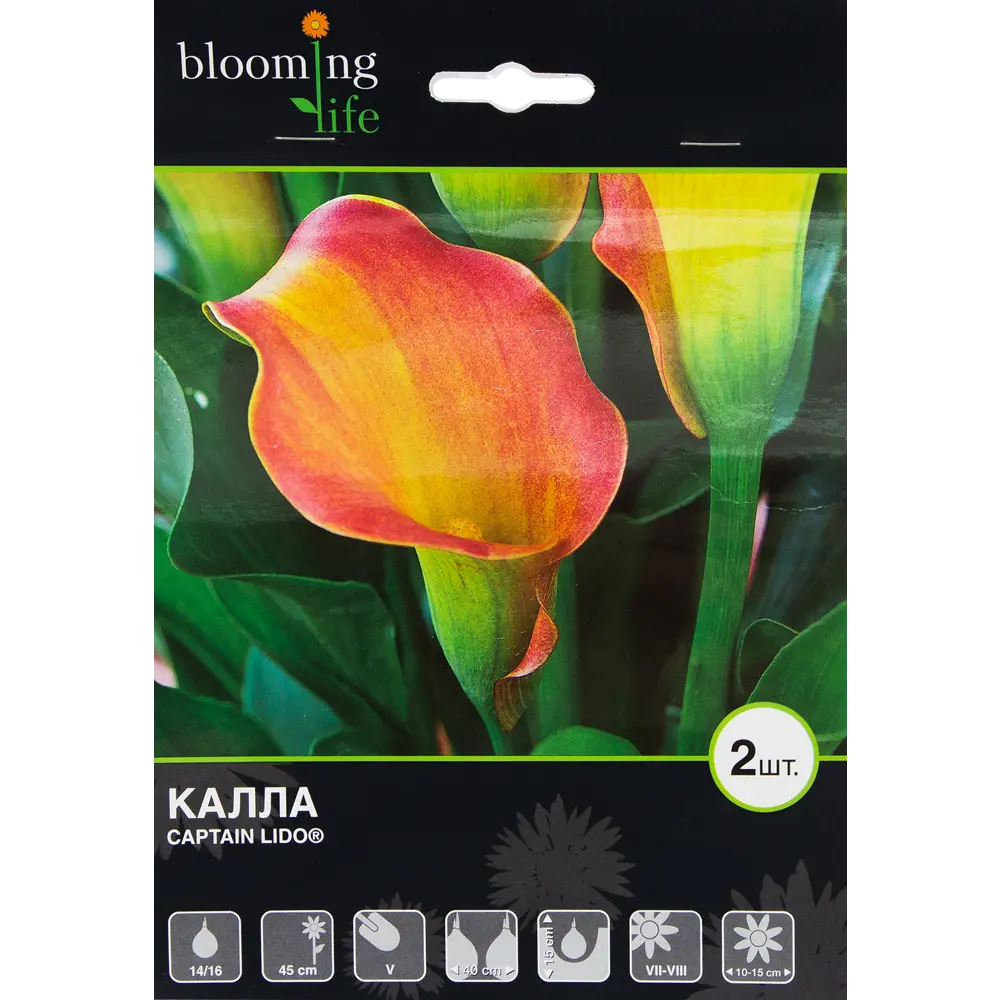 Калла Каптейн Лидо 14/16, 2 шт BLOOMING LIFE STLM-2179062