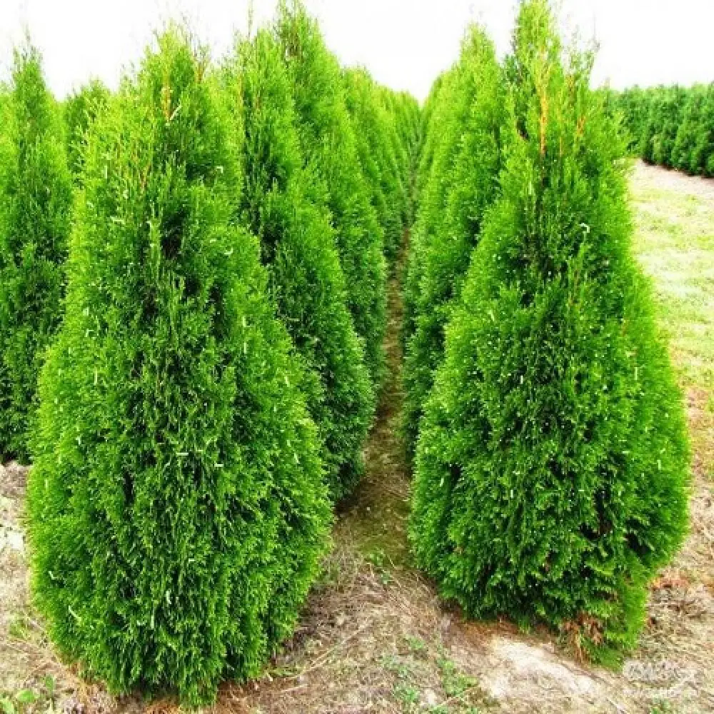 Туя западная Смарагд ø19 h40-60 см 85440386 STLM-2188272 PLANTMARKET 