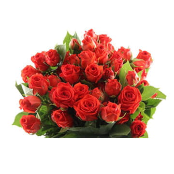 Роза тр эрс энд файер 70 см Santreyd 24696 - Вид №1