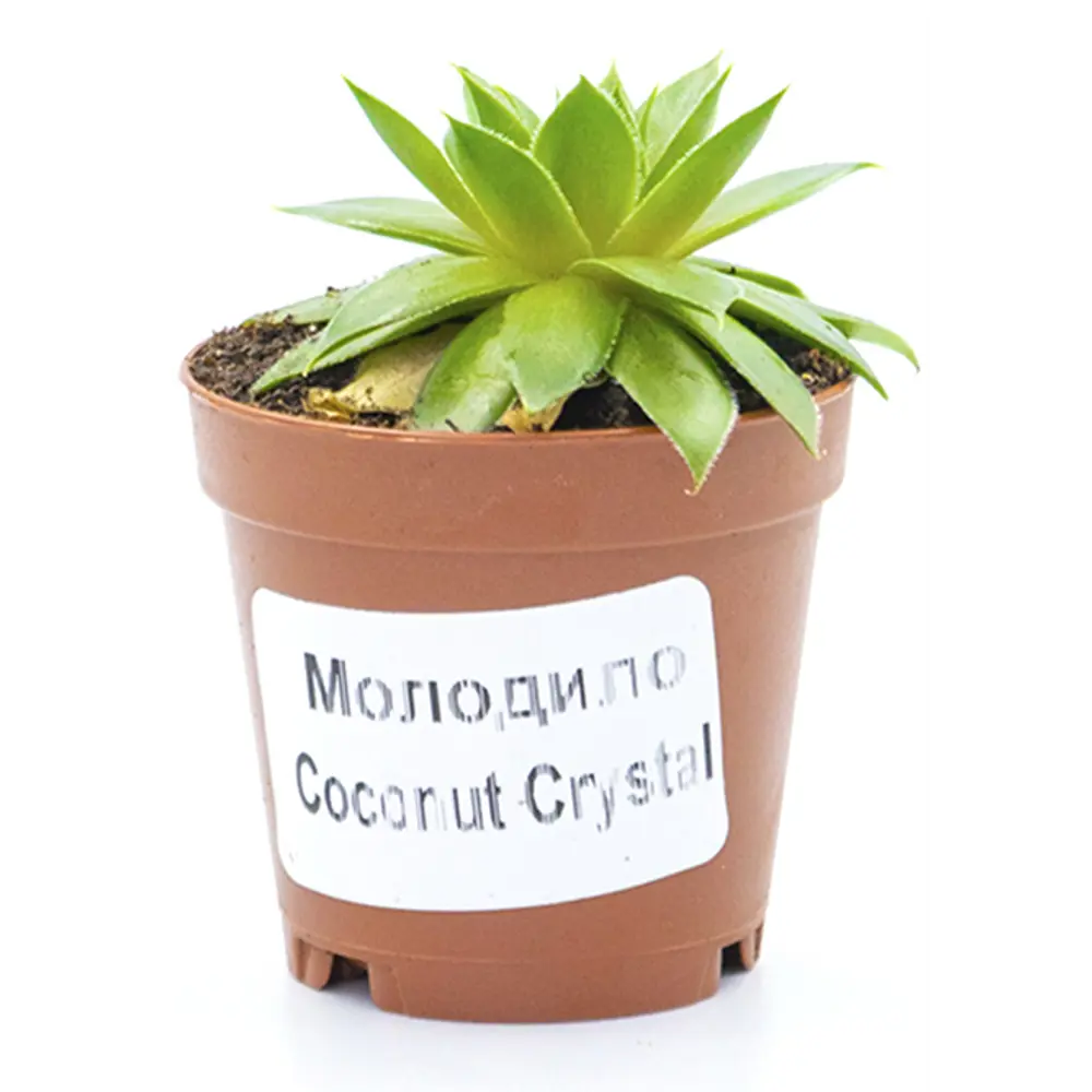 Молодило 'Микс' - суккулент для дома и сада ø5.5 см 89437878 Santreyd STLM-1581265