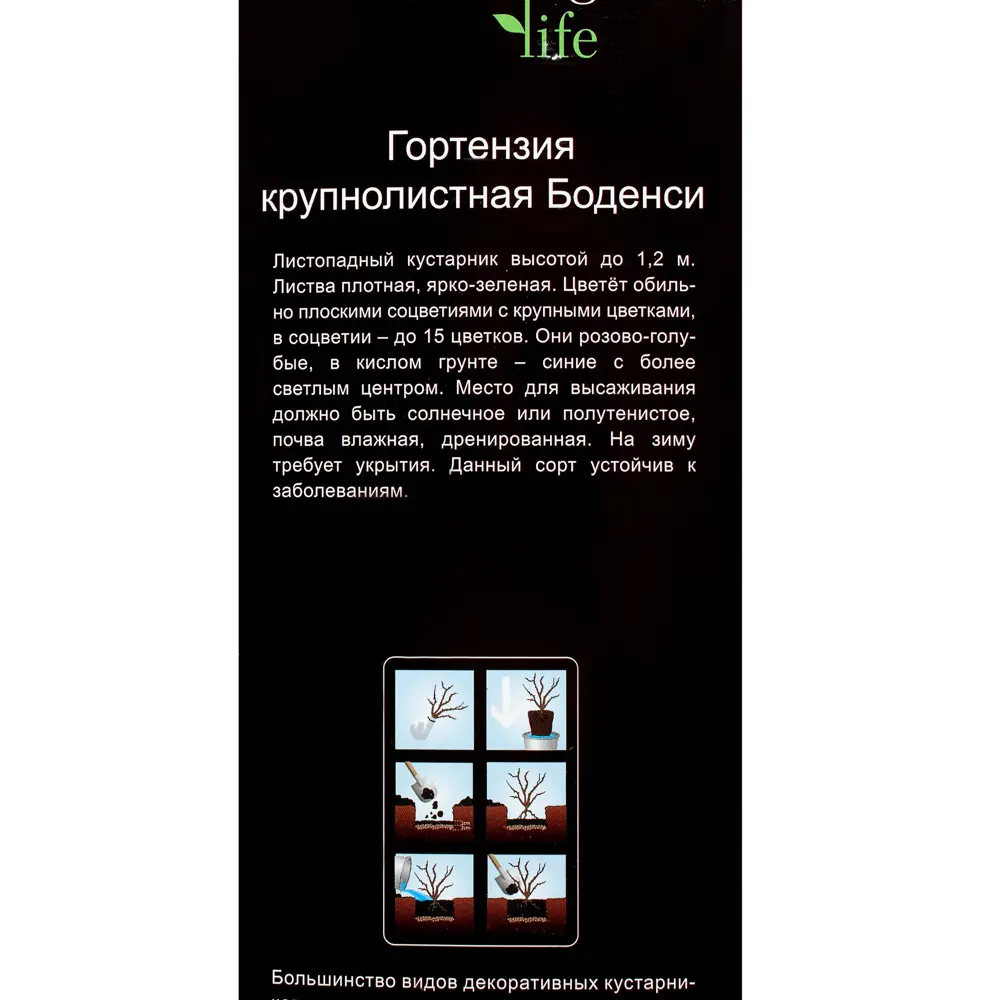 Гортензия крупнолистовая «Боденси» (в тубе) 81948493 STLM-2003825 Santreyd  - Вид №2