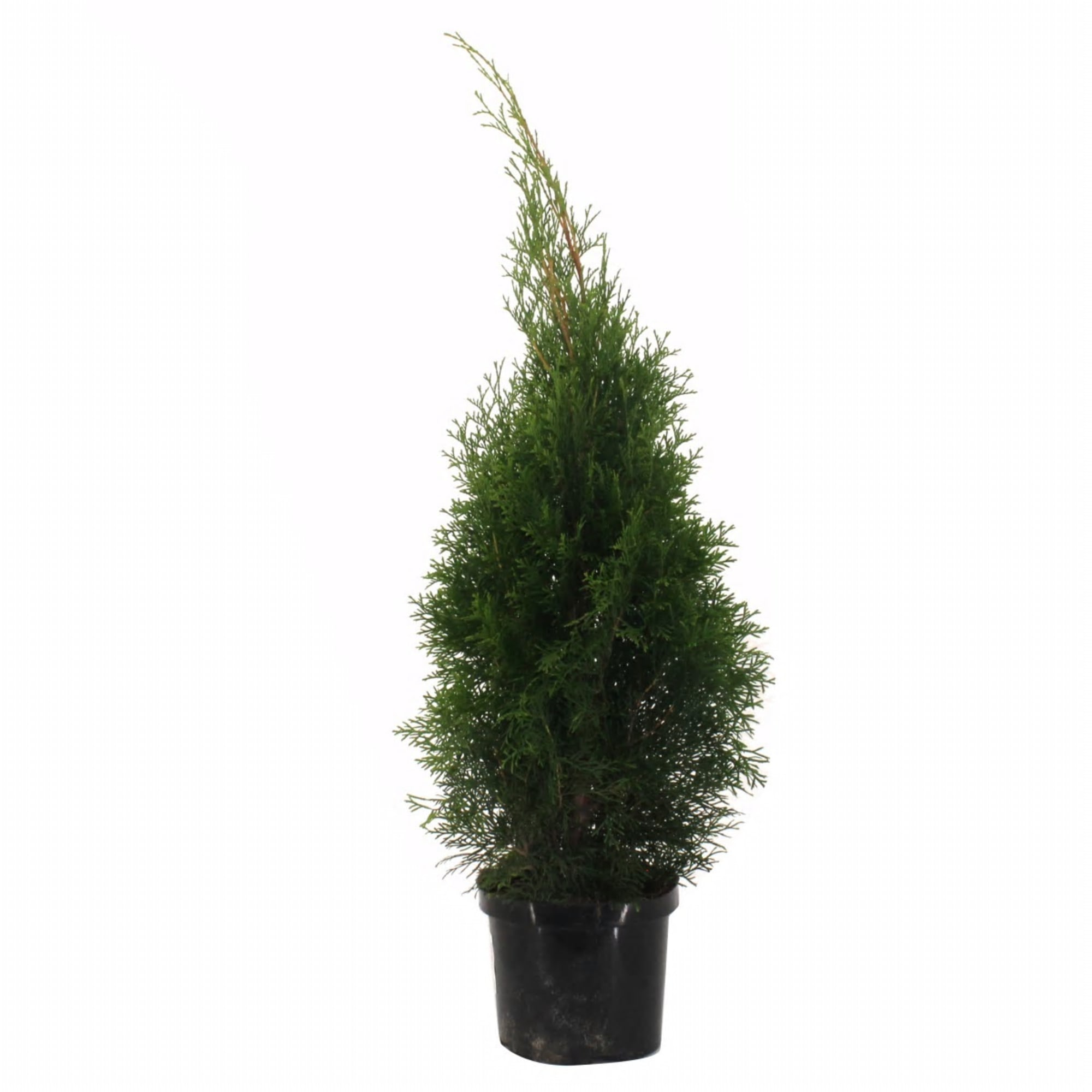 82622627 Туя западная «Смарагд» 17x50 см Santreyd 