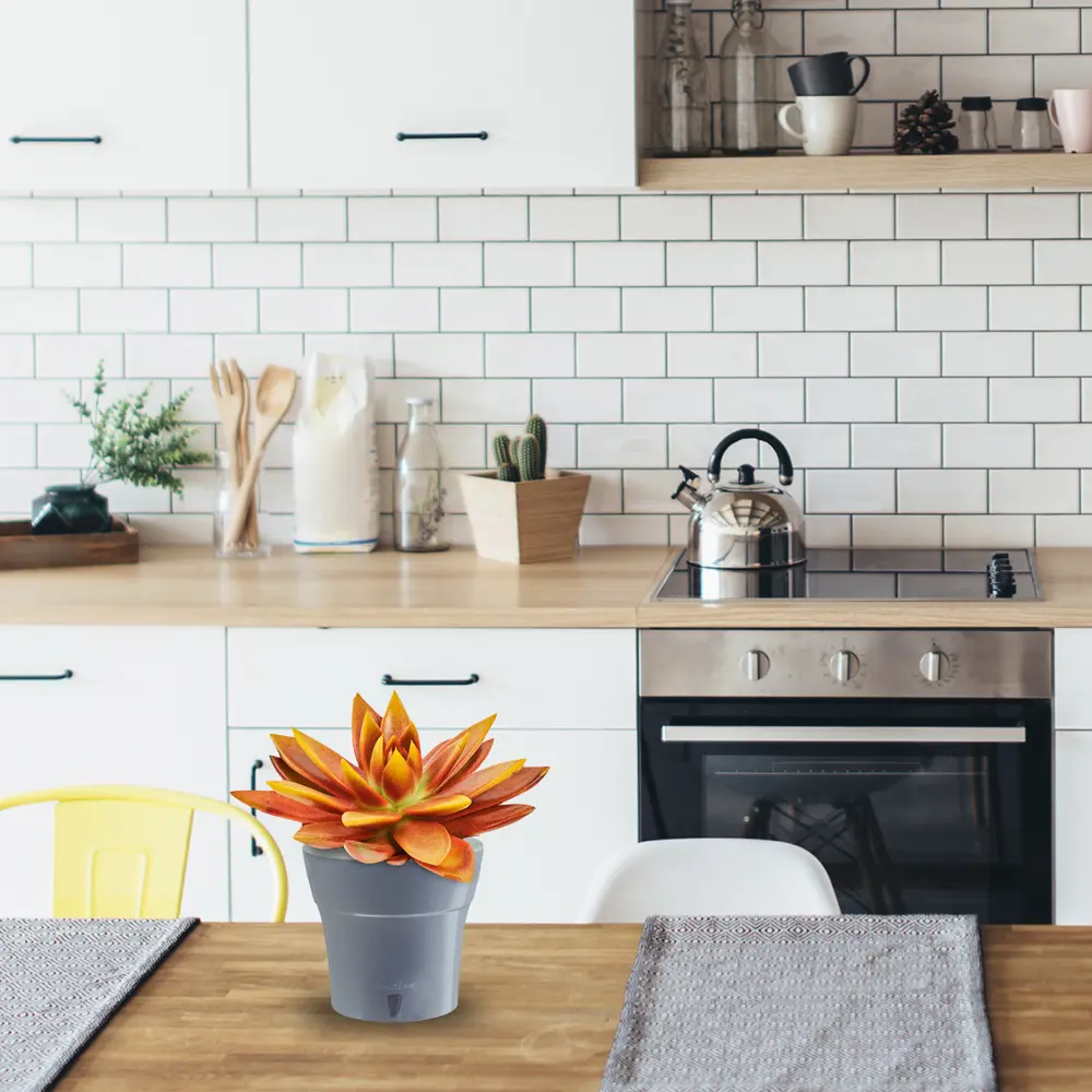 Santreyd Эхеверия микс - суккулент в декоративной росписи 82877379 STLM-0950716 - Вид №2