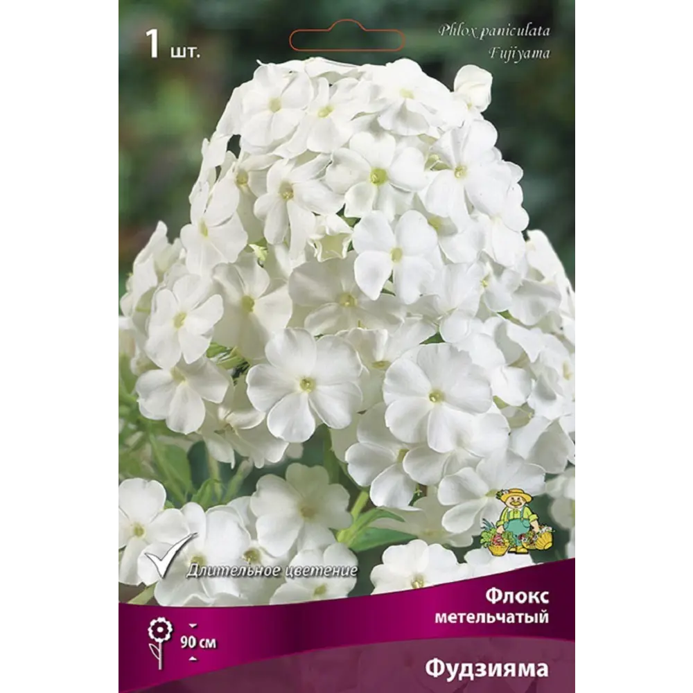 Флокс метельчатый Фудзияма 89452375 STLM-2208043 ПОИСК 
