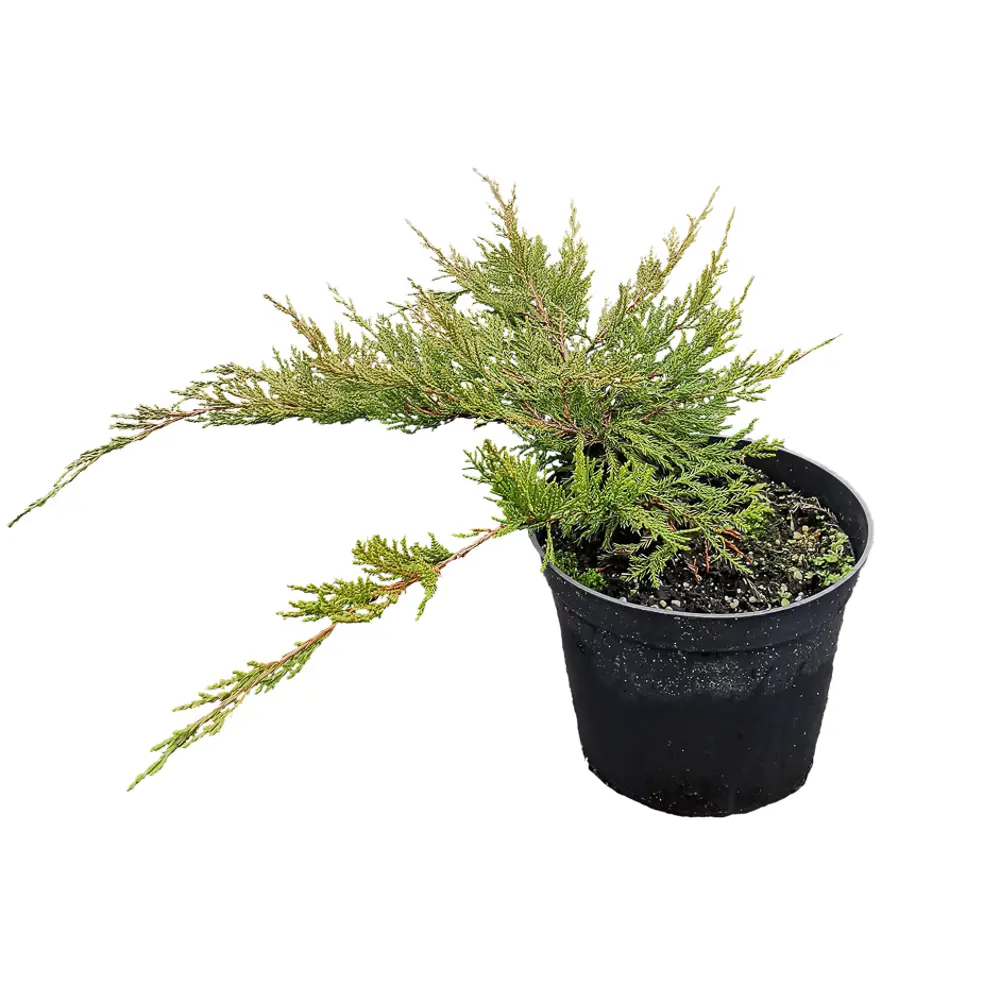 Можжевельник Минт Джулеп h70 см МОНБЛАН STLM-2037637