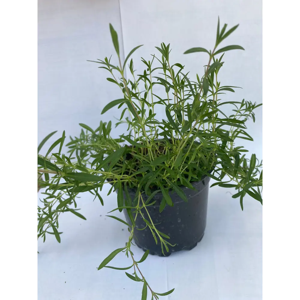 Аренария Песчанка горная ø12 h15 см АГРОНИ STLM-2057633