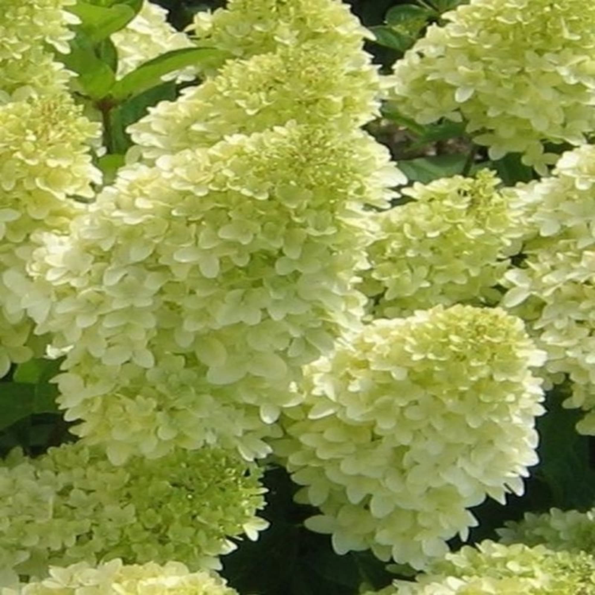 15711420 Гортензия метельч Мэджикал Мунлайт, P9 Santreyd  - Вид №1