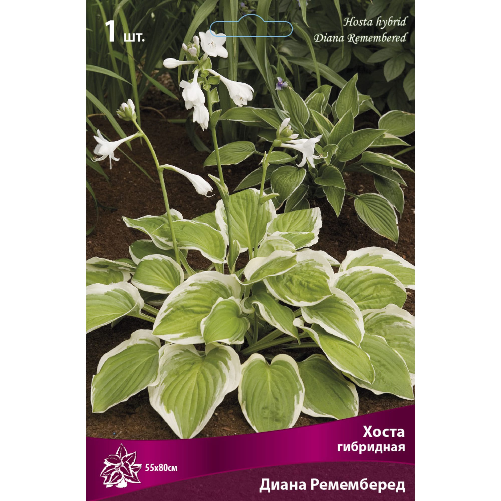 88294691 Хоста гибридная Диана ремемберед луковица I Santreyd 