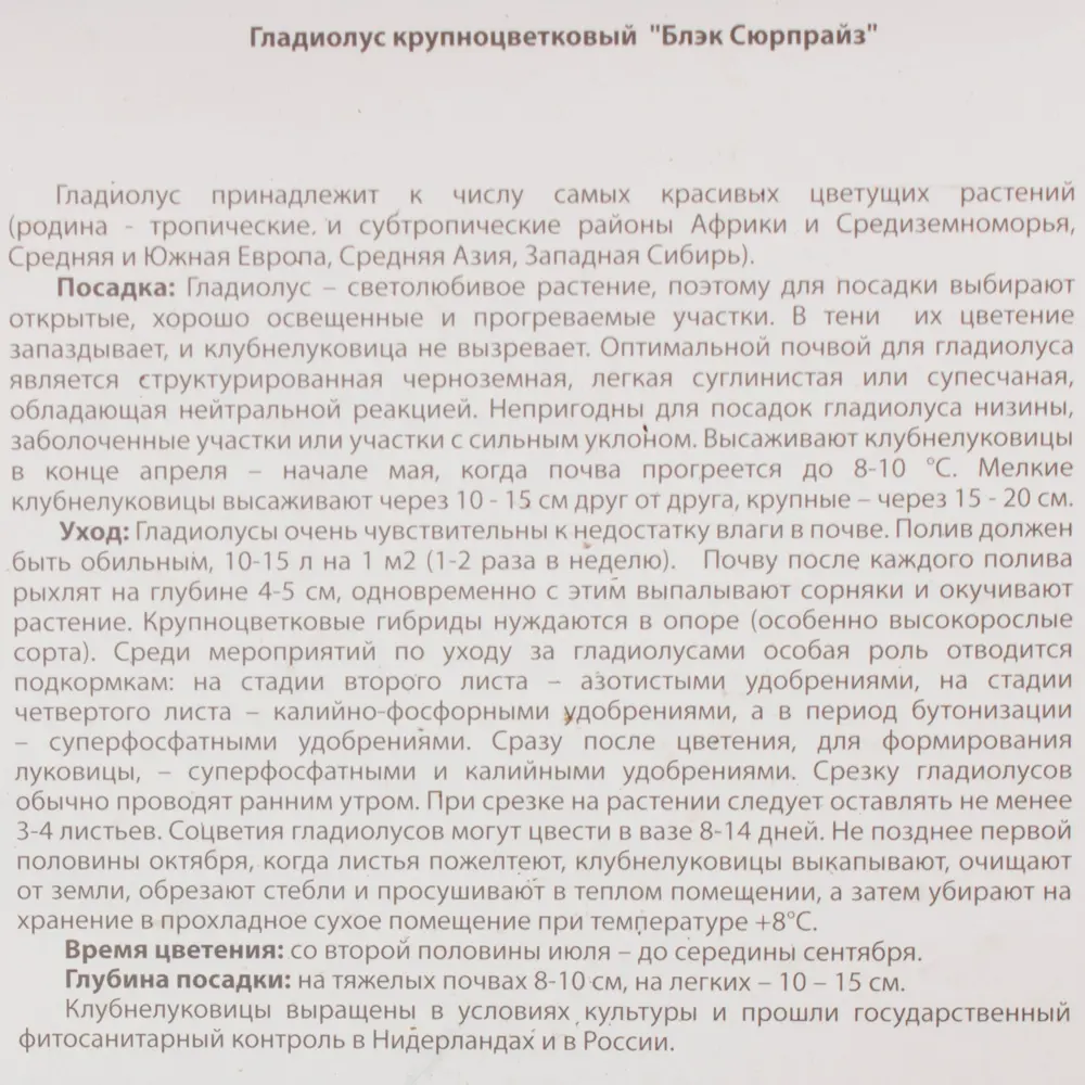 Гладиолус Блэк Сюрпрайз луковица 12/14 7 шт BLOOMING LIFE STLM-2185740 - Вид №2