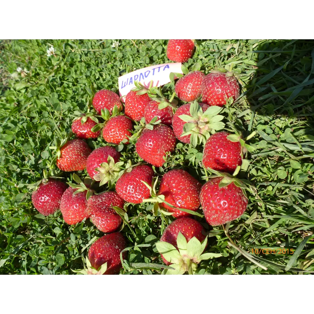 Земляника садовая «Шарлотта» 9x15 см PLANTMARKET STLM-2108512 - Вид №2