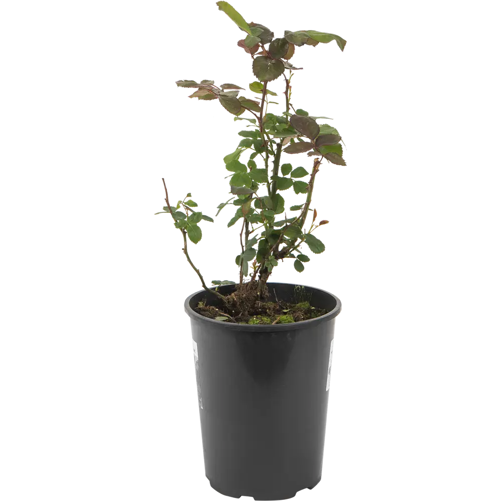 Роза флорибунда «Тиара» 19x55 см 82625111 STLM-2039335 PLANTMARKET 