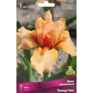 Ирис карликовый Тиклд Пич 85204841 STLM-2030152