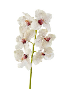 30.03070050/2 Орхидея Ванда крем с крапинами бордо Цветочная коллекция
