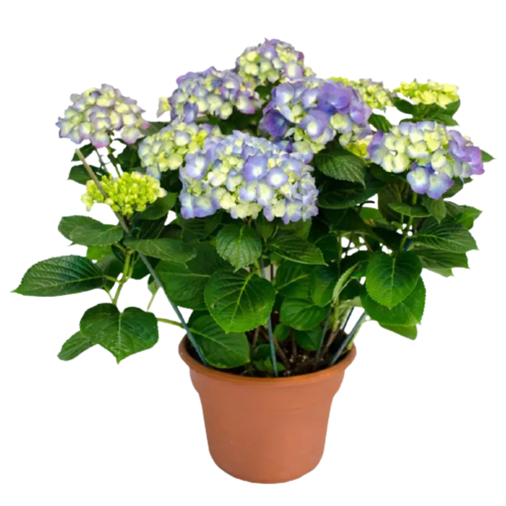 Гортензия микс ø14 h35 см Santreyd STLM-2100933