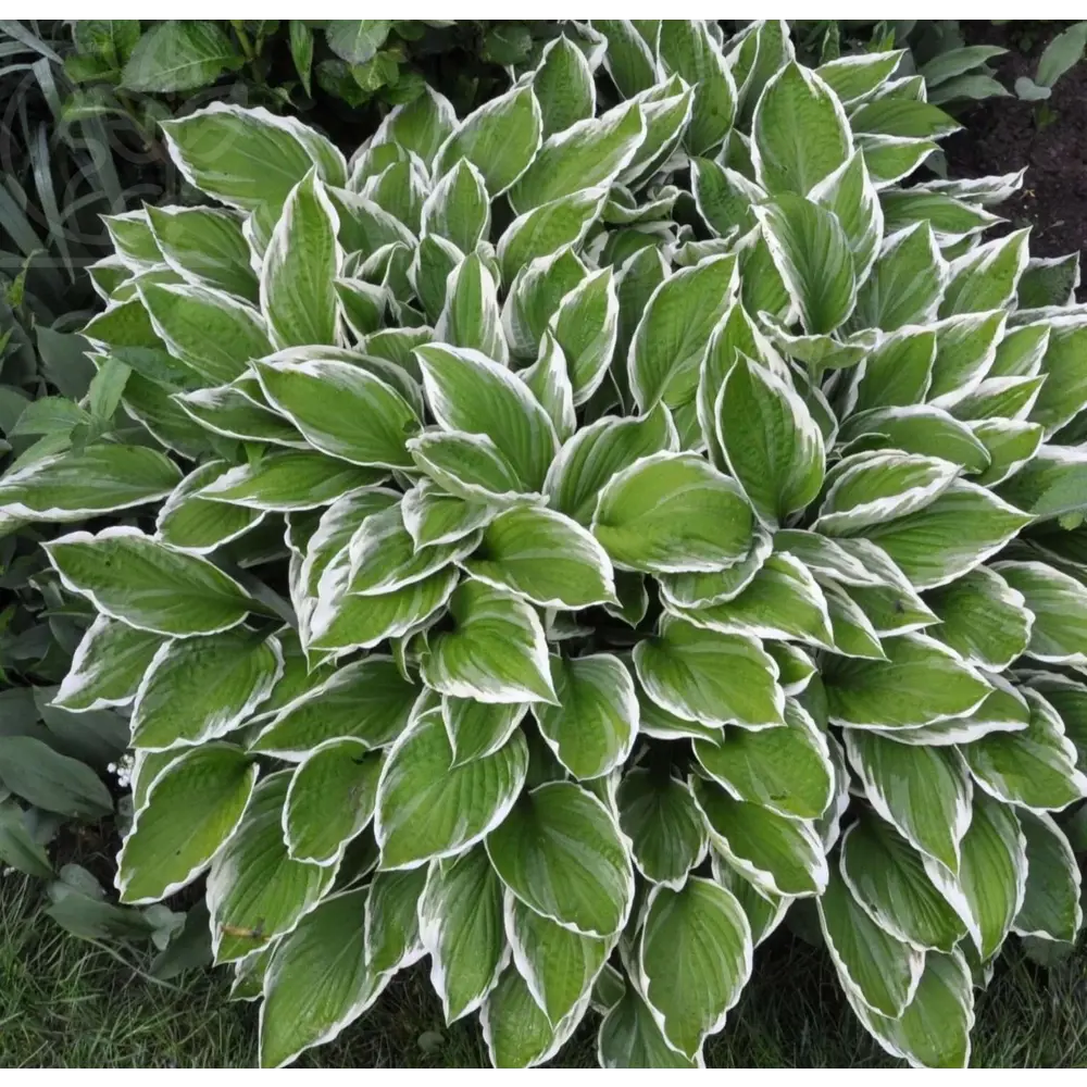 Хоста Альбомаргината ø15 h40 см 84832066 STLM-2128598 PLANTMARKET 